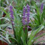 liriope muscari royal purple 1