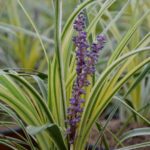 liriope muscari variegata 1