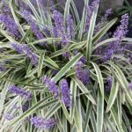 liriope spicata silver dragon variegato 1