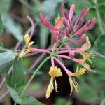lonicera heckrotti gold flame 1