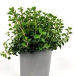 maggiorana origanum majorana