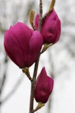 magnolia cleopatra innesto 2