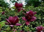 magnolia genie innesto