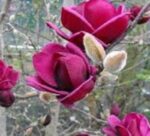 magnolia genie innesto 2