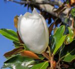 magnolia grandiflora alta 1