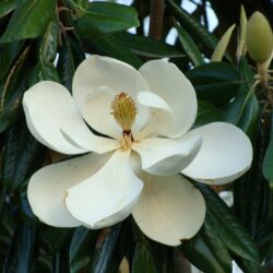 magnolia grandiflora little gem 1