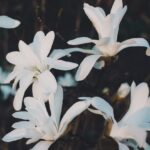 magnolia stellata sunrise innesto 2