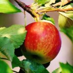 malus domestica gravenstein melo antico 1