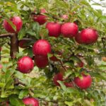 malus domestica portamento basso melo 1