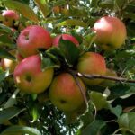 malus domestica rosa melo antico 1