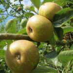 malus domestica ruggine melo antico 1