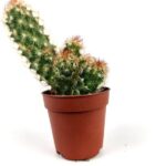 mammillaria elongata