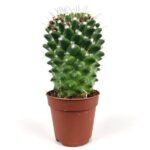 mammillaria polythele