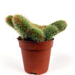 mammillaria spinosissima crestata