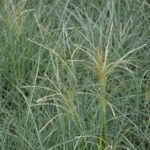 miscanthus sinensis adagio miscanto 1