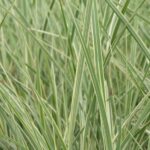 miscanthus sinensis cabaret miscanto 1