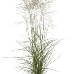 miscanthus sinensis graziella miscanto