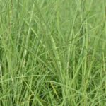 miscanthus sinensis little miss miscanto 1