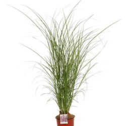 miscanthus sinensis little miss miscanto