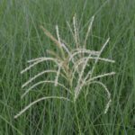 miscanthus sinensis morning light miscanto 1