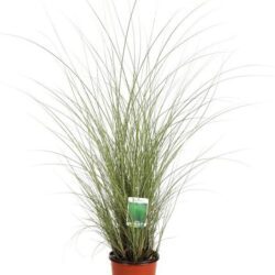 miscanthus sinensis morning light miscanto