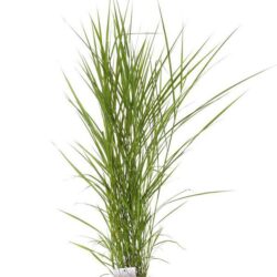 miscanthus sinensis purpureus miscanto 1