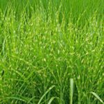 miscanthus sinensis strictus miscanto 1