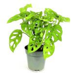 monstera adansonii monkey mask 3