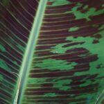 musa sikkimensis red tiger 1