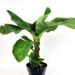 musa tropicana banano nano