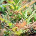 nandina domestica gulf stream 2 1