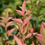 nandina domestica obsessed seika 1