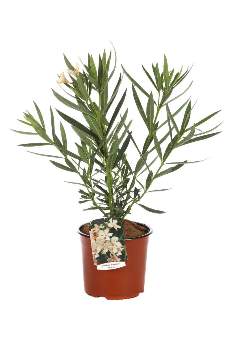 nerium oleander angiolo pucci oleandro 2 1