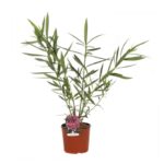 nerium oleander magaly oleandro 2