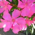 nerium oleander margherita oleandro 1