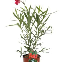 nerium oleander papa gambeta oleandro 2