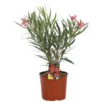 nerium oleander tito poggi oleandro 3