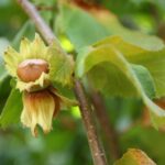 nocciolo tondo gentile delle langhe 1