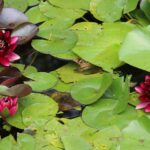 nymphaea almost black ninfea 1