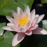 nymphaea amabilis ninfea 1
