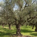 olea europea olivo 1 1