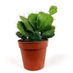 opuntia brasiliensisa