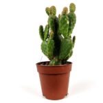 opuntia microdasys