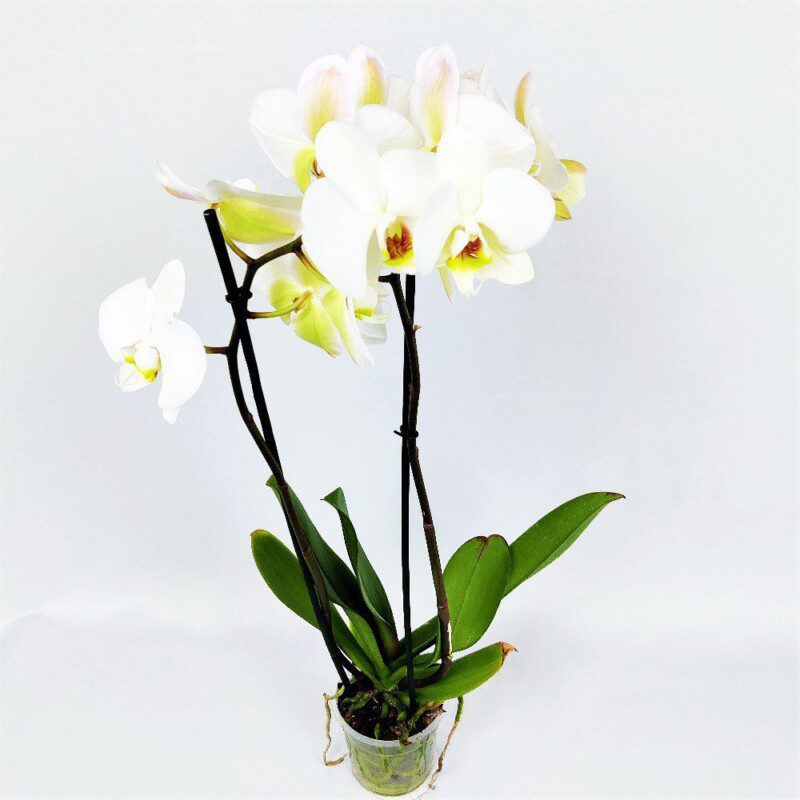 orchidea phalaenopsis bianca 2
