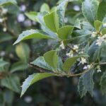 osmanthus armatus osmanto 1