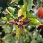 osmanthus heterophillus purpureus osmanto 1