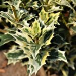 osmanthus heterophillus variegato osmanto variegato 1