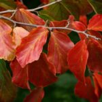 parrotia persica albero pagoda 1