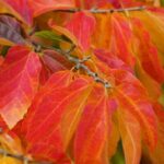 parrotia persica bella albero pagoda 1