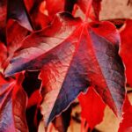 parthenocisus tricuspidata weitchii vite americana 1